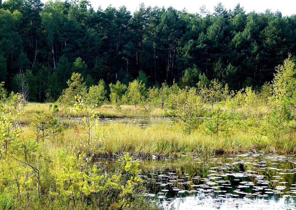 Mokradła i torfowiska - ginący świat polskiej przyrody