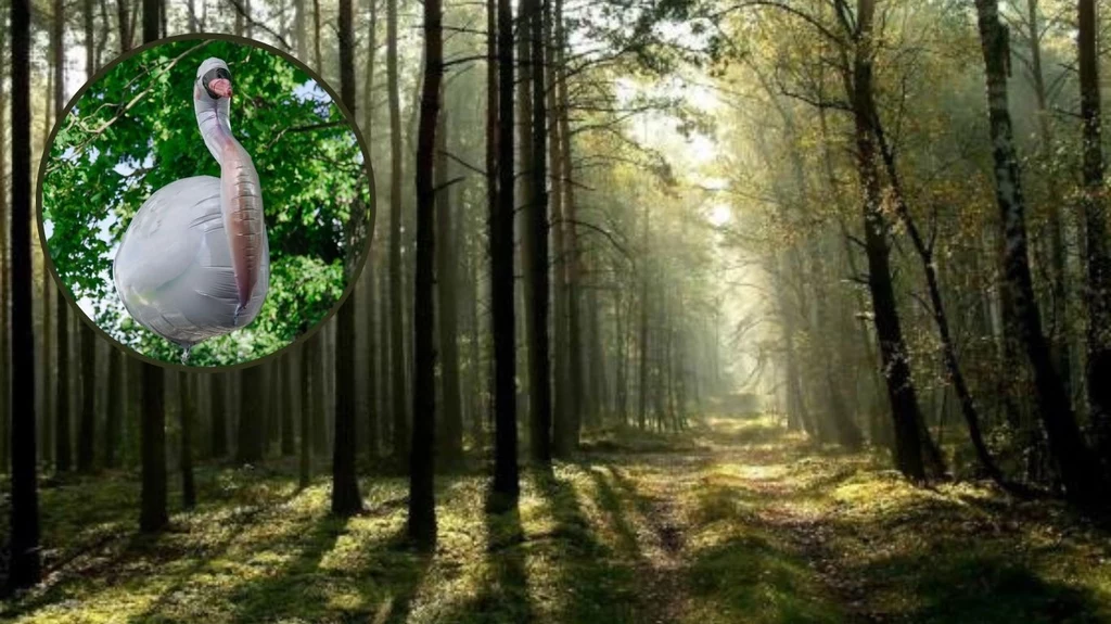 Na terenie Nadleśnictwa Parciaki znaleziono balon miłosny ze Szwecji Na terenie Nadleśnictwa Parciaki znaleziono balon miłosny ze Szwecji
