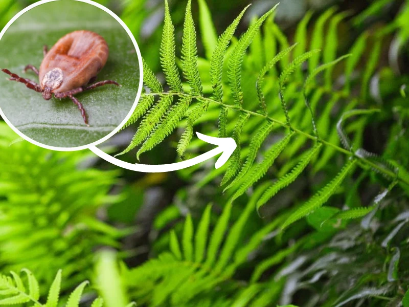Paproć jest jedną z roślin, które przyciągają kleszcze jak magnes Paproć jest jedną z roślin, które przyciągają kleszcze jak magnes