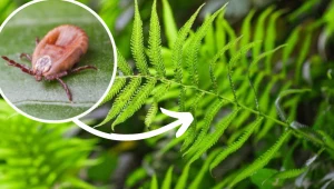 Masz te rośliny w ogrodzie? Lepiej się ich pozbądź, bo przyciągają kleszcze jak magnes