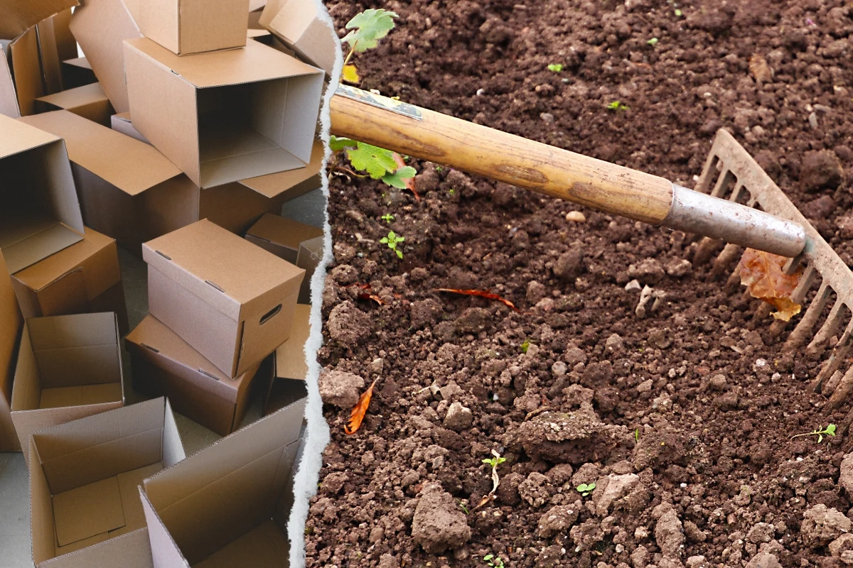 Kartony w ogrodzie mogą okazać się przydatne zarówno w szklarni, jak i na grządkach Kartony w ogrodzie mogą okazać się przydatne zarówno w szklarni, jak i na grządkach