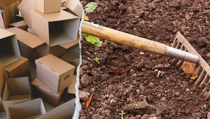 Gdy sąsiadka wynosiła kartony do ogrodu, pukałam się w głowę. Teraz robię to samo