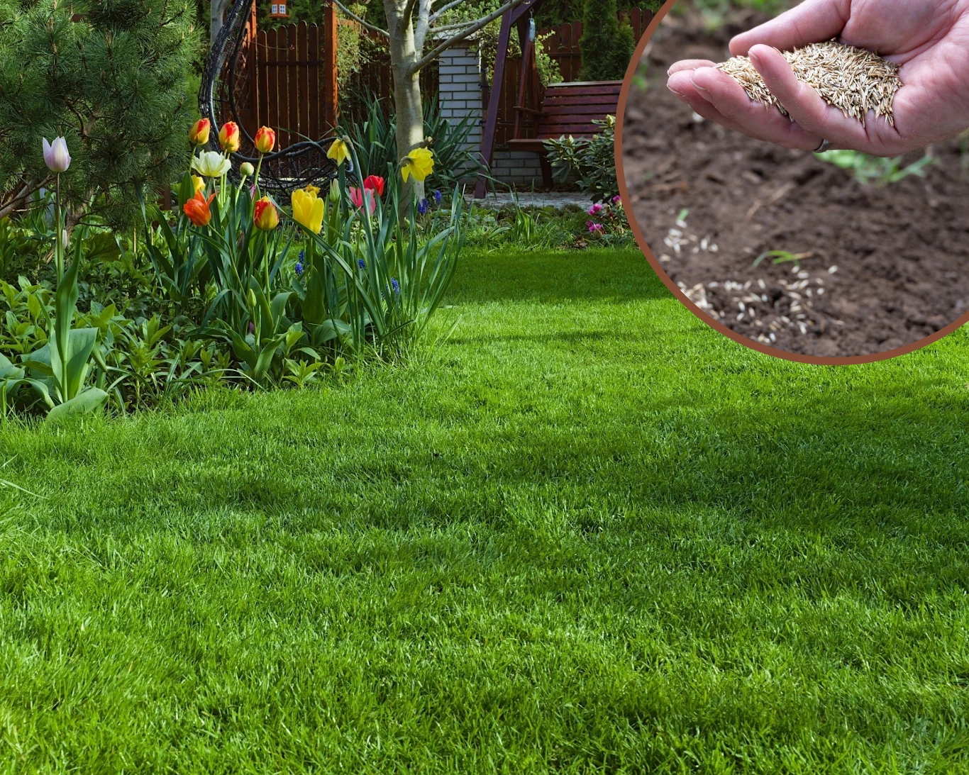 Kiedy powinno się siać trawę? Kiedy powinno się siać trawę?