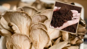 Te grzyby możesz wyhodować w domu. Przydadzą ci się fusy z kawy