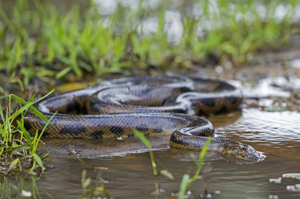 Anakonda zielona to ogromny wąż związany ze środowiskiem wodnym