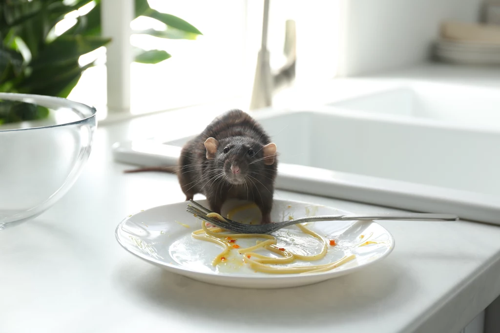 Szczury w domu nie są mile widziane. Dewastują dom i roznoszą choroby