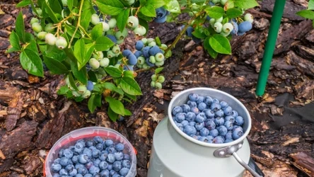 Zacznij nawozić borówkę amerykańską naturalnym nawozem, a obrodzi jak nigdy wcześniej. 
