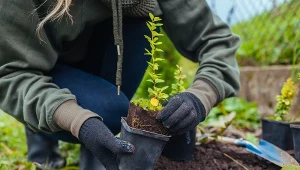 Nie przepłacaj za sadzonki borówki amerykańskiej. Teraz możesz je mieć zupełnie za darmo