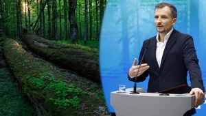 Puszcza Białowieska może stracić status UNESCO? Wiceminister mówi jasno