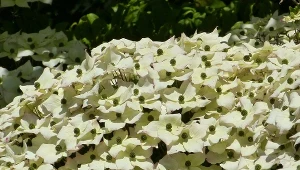 Ten krzew ozdobi każdy ogród. Sprawdź, kiedy sadzić i jak go pielęgnować