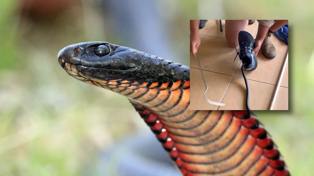 Specjaliści zajmujący się odławianiem węży w Australii ostrzegają - gady mogą się chować m.in. w butach. Takie spotkanie może skończyć się tragicznie