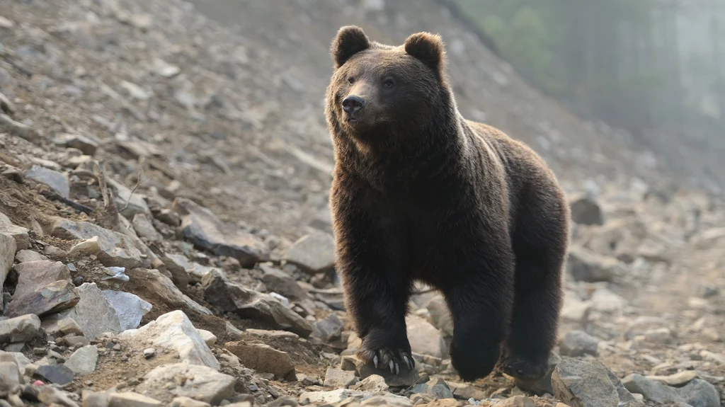 W słowackich Tatrach ktoś nielegalnie zastrzelił niedźwiedzia brunatnego (zdj. ilustracyjne)