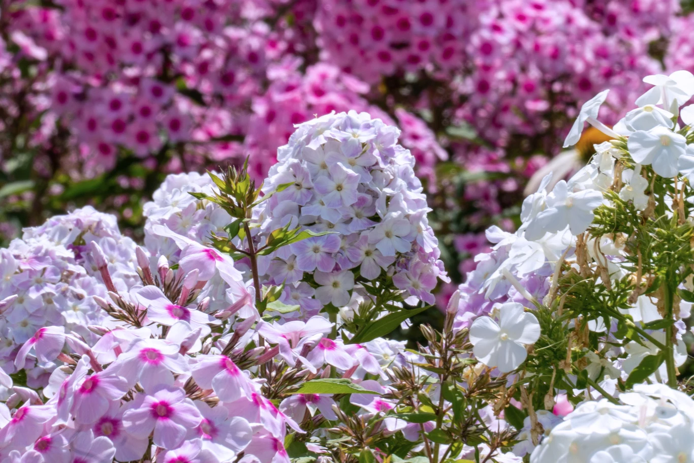 Rozkwit floksów latem.