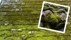 Na dachówce pojawił się mech? Możesz go usunąć bez wzywania specjalistów