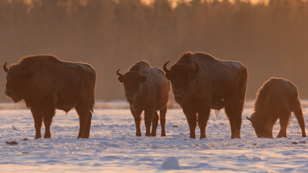 Białowieski Park Narodowy policzył żubry, które znajdują się na terenie Puszczy Białowieskiej i jej obszarach