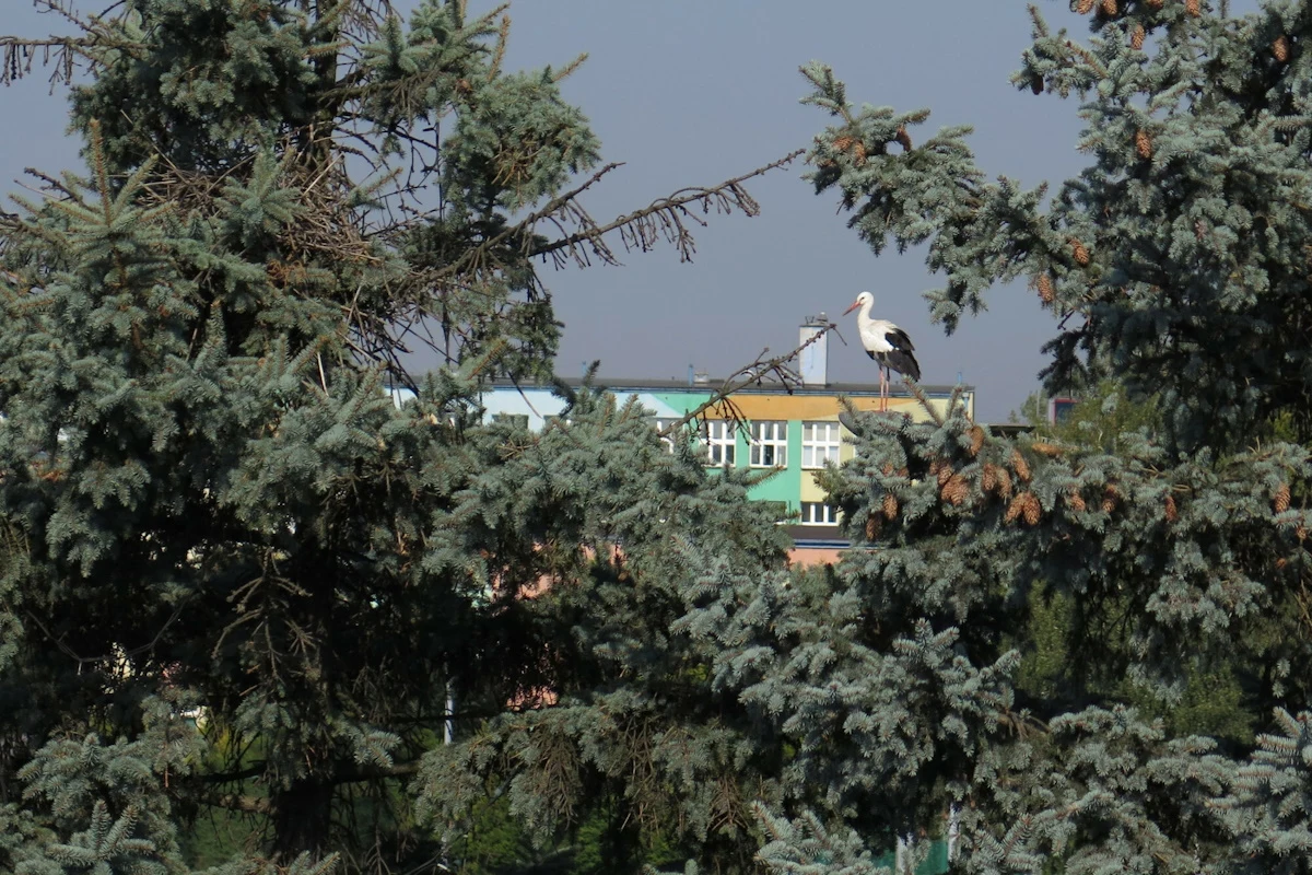 Pierwsze bociany są już w Polsce. „Poczuł wiosenne ciepło”