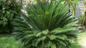 Dekoracyjna palma o liściach jak wachlarze. Cykas przystroi twój ogród i dom