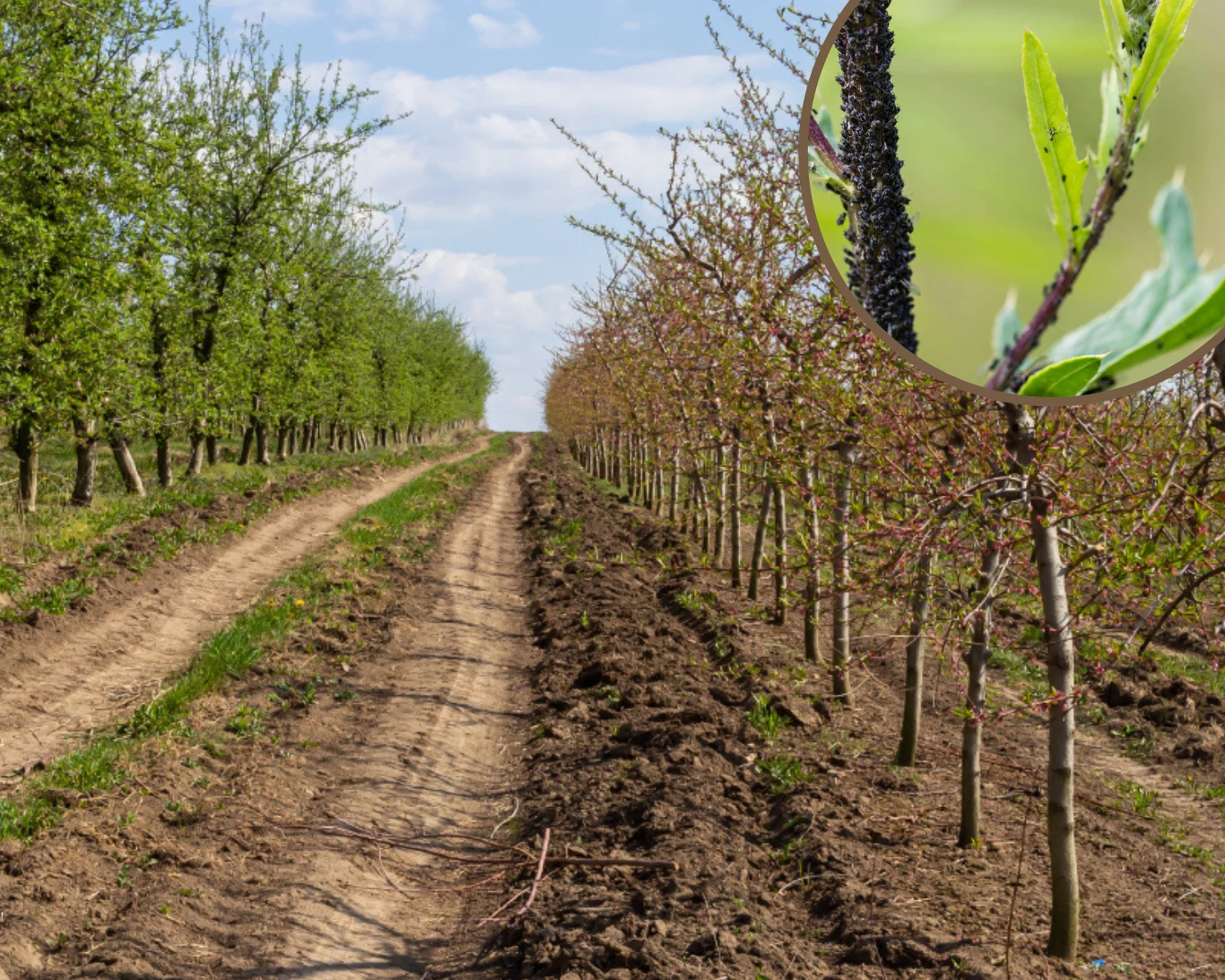 Jak pozbyć się mszyc i mrówek z drzewek owocowych? Jak pozbyć się mszyc i mrówek z drzewek owocowych?