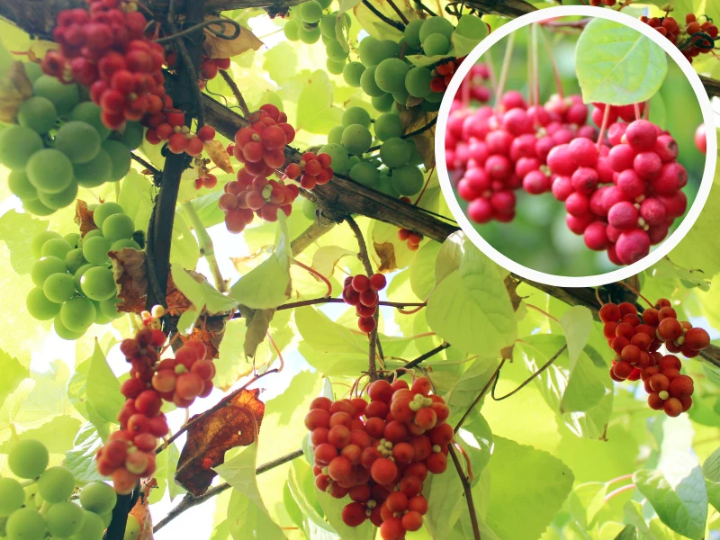 Cytryniec chiński to widowiskowa, pnąca roślina, którą warto przycinać wczesną wiosną, aby w sezonie prezentowała się zjawiskowo Cytryniec chiński to widowiskowa, pnąca roślina, którą warto przycinać wczesną wiosną, aby w sezonie prezentowała się zjawiskowo