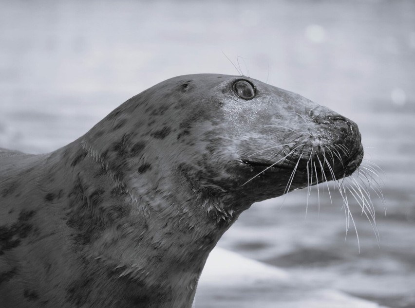 Szarytka Sława przez lata mieszkała w warszawskim zoo