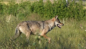 Najdłuższa wędrówka wilka po Europie. Metoda śledzenia zaskakuje