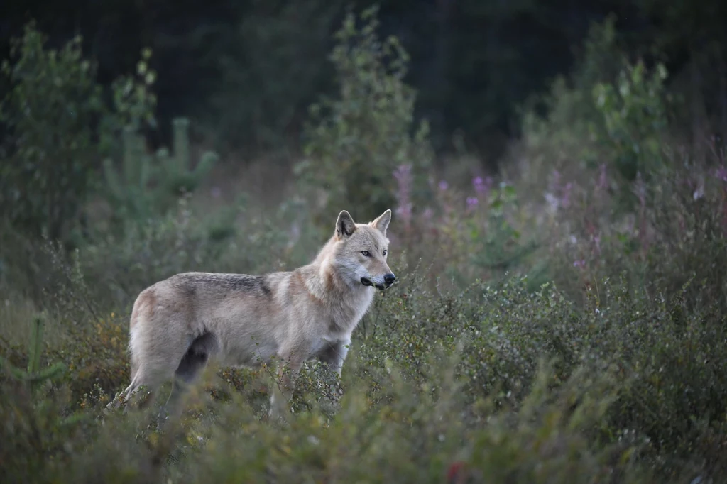4-letni samiec wilka europejskiego wędrował z niemieckiego miasta Nordhorn przez Francję aż do rejonów górskich w Pirenejach