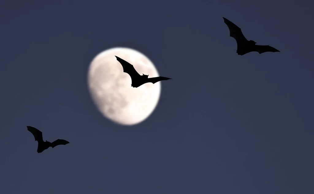 Polskie nietoperze latają w blasku Księżyca. To nie jest standardowe zachowanie