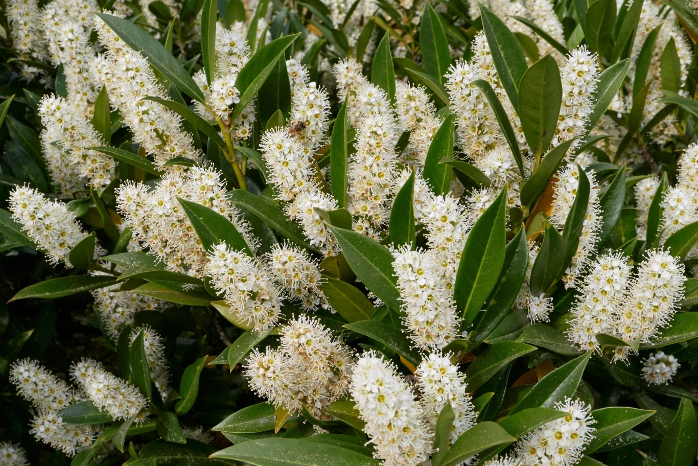 Dlaczego warto posadzić laurowiśnię w ogrodzie? To roślina piękna i łatwa w pielęgnacji