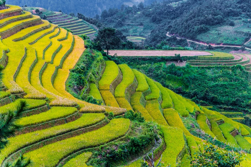 Jedną z największych atrakcji Wietnamu są imponujące tarasy ryżowe