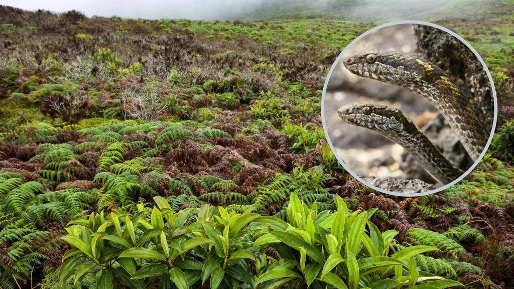 Węże z rodzaju Pseudalsophis występują na wyspach Galapagos/ Biotweeps