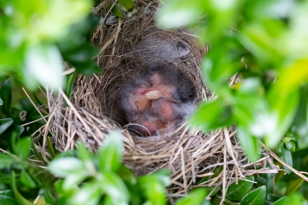 Pisklęta wróbla w gnieździe. Gniazdo wróbla jest najczęściej zbudowane z dużej ilości trawy i siana i wyścielone piórami ptaków