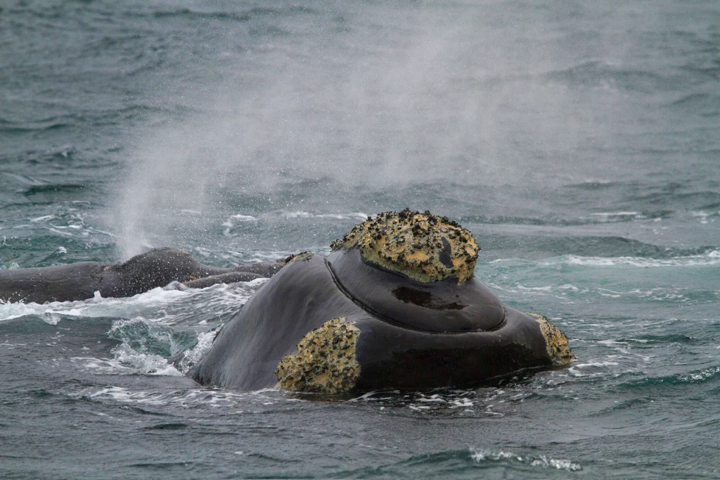 Waleń południowy - te wieloryby także potrafią wytwarzać złożone dźwięki