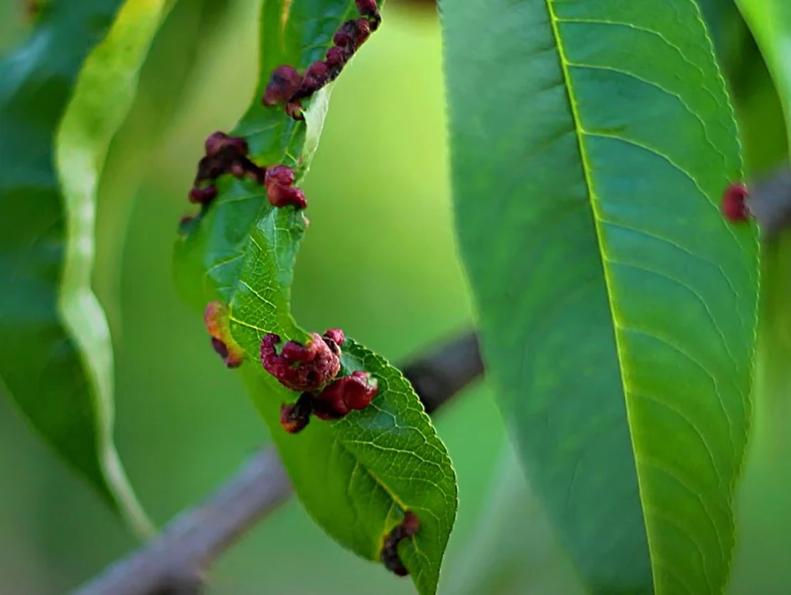 Kędzierzawość liści brzoskwini to poważna choroba, atakująca drzewka w sadzie. Na szczęście można jej zapobiegać