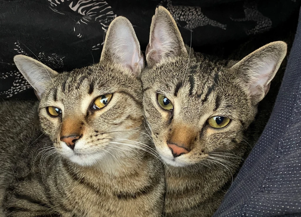 Dwa koty: Hyćka i Sabro. Gdyby były rasowe i kosztowały ponad 1000 zł, przy zakupie musiałbym zapłacić za nie podatek.