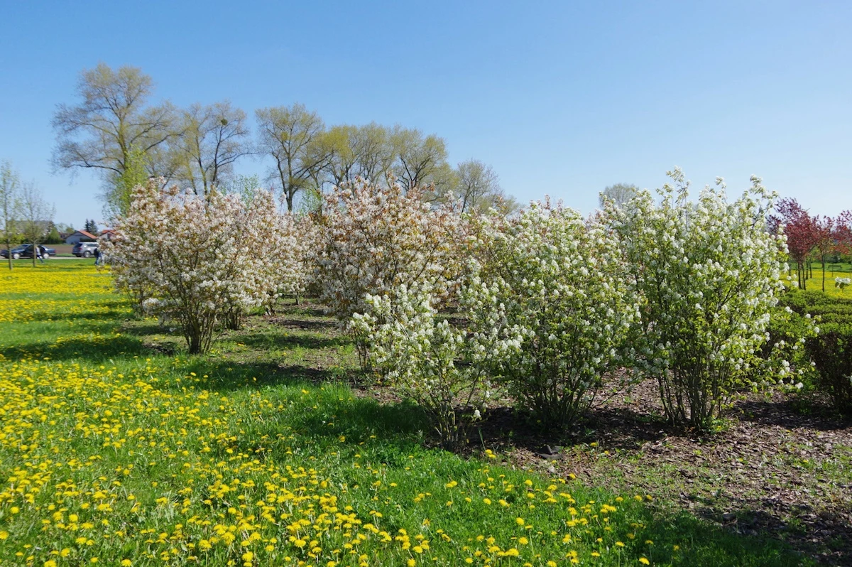 Świdośliwa posiada wiele zalet. Między innymi może stanowić piękną ozdobę ogrodu. 