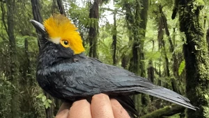 Zaginiony ptak z ognistą fryzurą odnaleziony w Afryce. Oto pierwsze zdjęcie