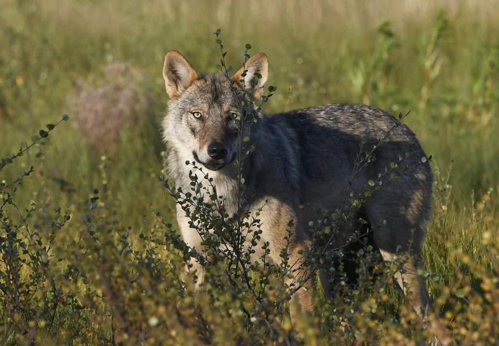 Debata na temat obecności wilków w Europie, a w tym Polsce wybiega w ostatnich latach poza kwestie ich ochrony