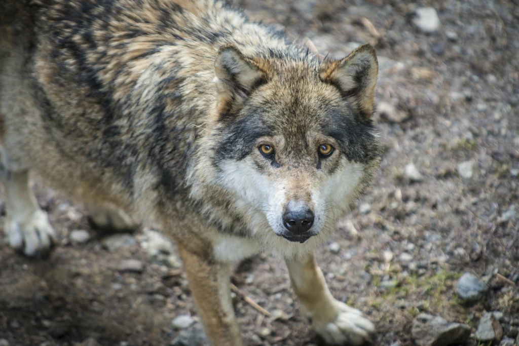 W najbliższym czasie będą ważyć się losy wilków. Za “regulacją” populacji, polegającą na odstrzale zwierząt opowiadają się głównie myśliwi.