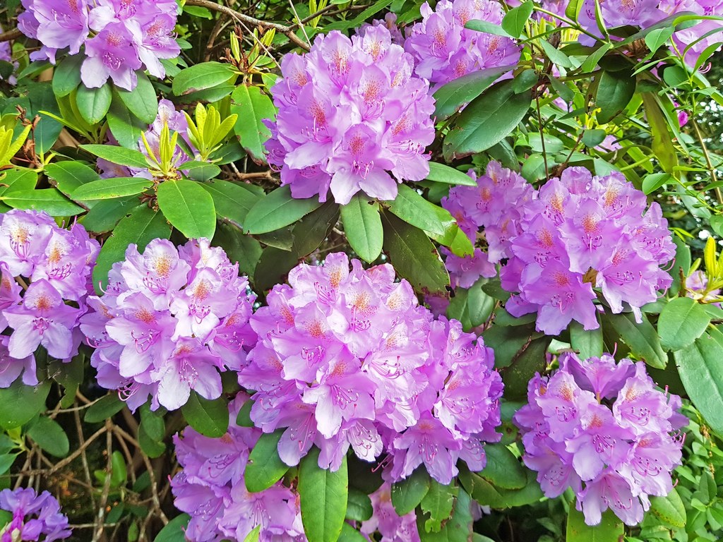 Rododendron zachwyca urodą. 