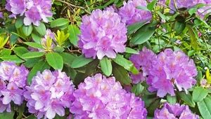 Jak zadbać o rododendrony na wiosnę? Wykonaj prosty zabieg. Oto kluczowy termin