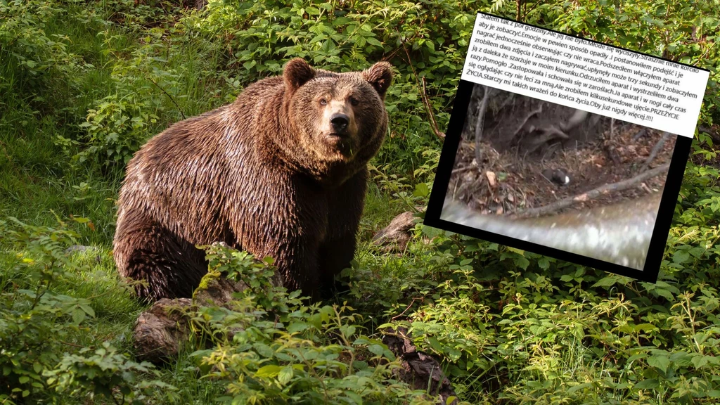 W mediach społecznościowych pojawiło się zdjęcie wpisu na Facebooku, które odnosiło się do niepokojenia niedźwiedzicy z młodymi
