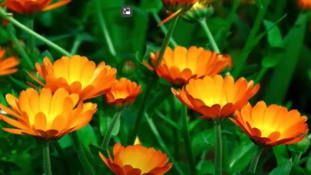 Nagietki to jednoroczne kwiaty, które nie mają dużych wymagań pielęgnacyjnych.