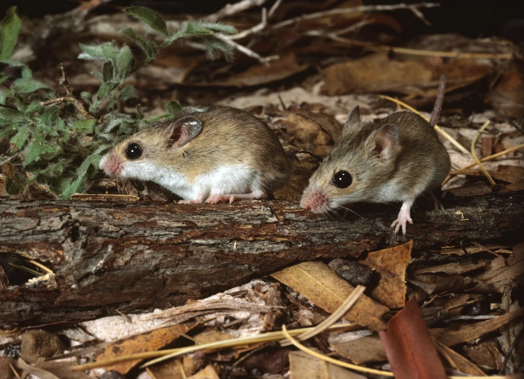 Pseudomysz delikatna - jeden z najmniejszych ssaków Australii. Łożyskowych