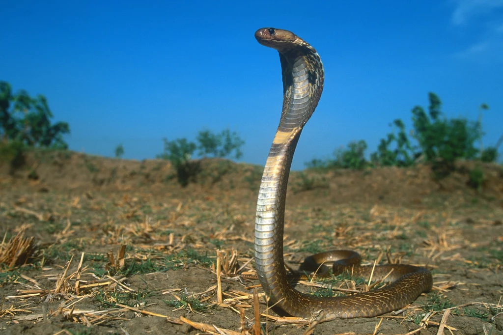 Okularnik czyli kobra indyjska - jeden z symboli Azji