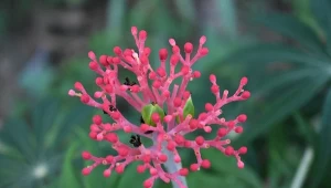 Przypomina koralowce i osiąga imponujące rozmiary. Krzew koralowy podbije twoje serce