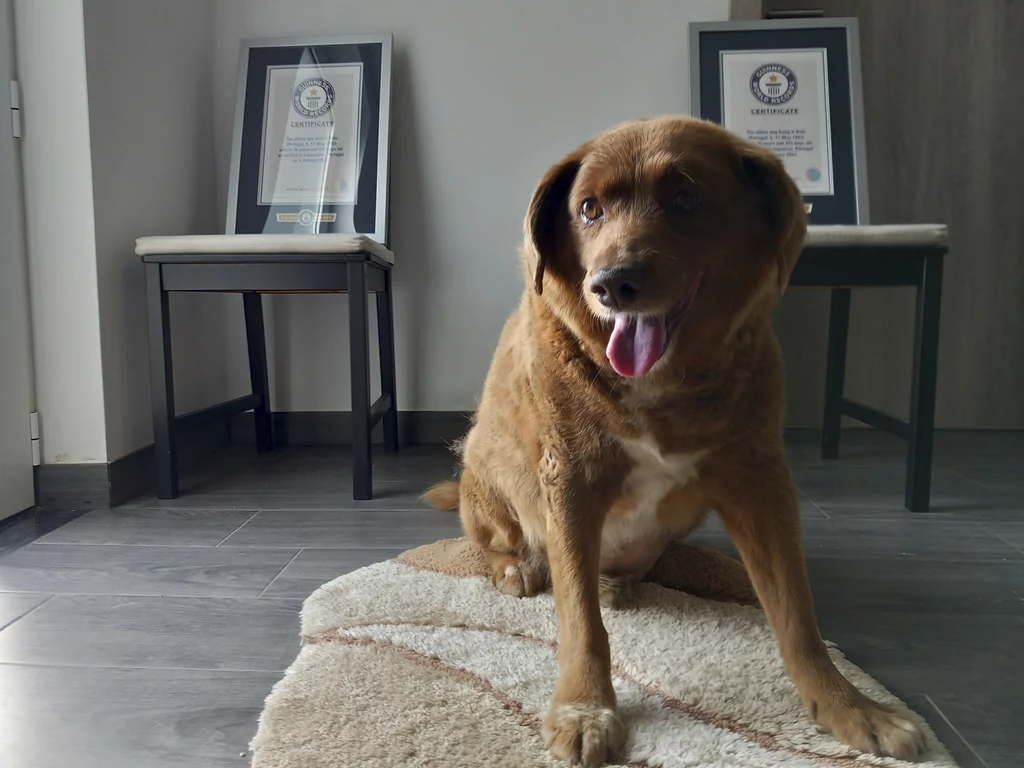 Pies Bobi, którego w 2023 r. okrzyknięto najstarszym psem na świecie, właśnie stracił swój tytuł. Dochodzenie Księgi Rekordów Guinnessa wykazało, że nie ma twardych dowodów na to, iż pies faktycznie dożył 31 lat