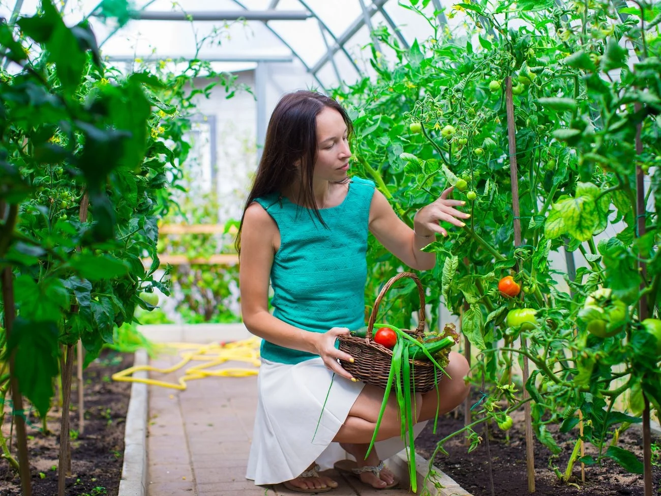 Najlepsze odmiany pomidorów do szklarni. Jak je wybrać? Najlepsze odmiany pomidorów do szklarni. Jak je wybrać?