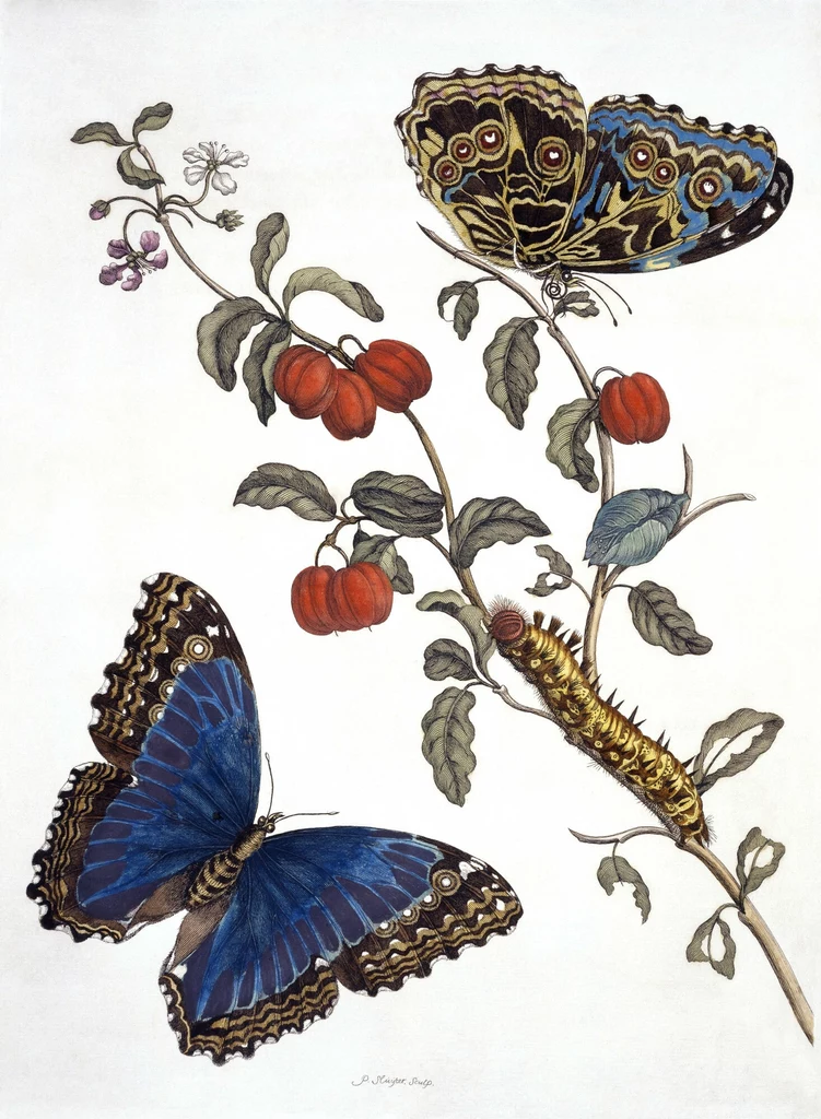 Maria Sybilla Merian ilustrowała metamorfozy z gąsienicy przez poczwarkę po motyla. Przez 30 lat obserwowała owady