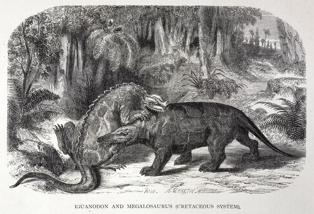 Megalozaur w walce z iguanodonem - tak wyobrażano sobie dinozaury 200 lat temu. Jeszcze jako czworonożne