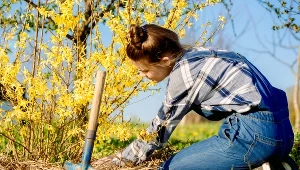 Chcesz, by forsycja obsypała się złotymi kwiatami? Pamiętaj o tych trzech rzeczach